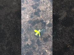 सुरक्षित बम्बल मधुमक्खी आतिशबाजी, मंदारिन खिलौना कहानी आतिशबाजी CECE प्रमाणित